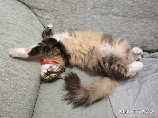Michi, la mascota de la arena
